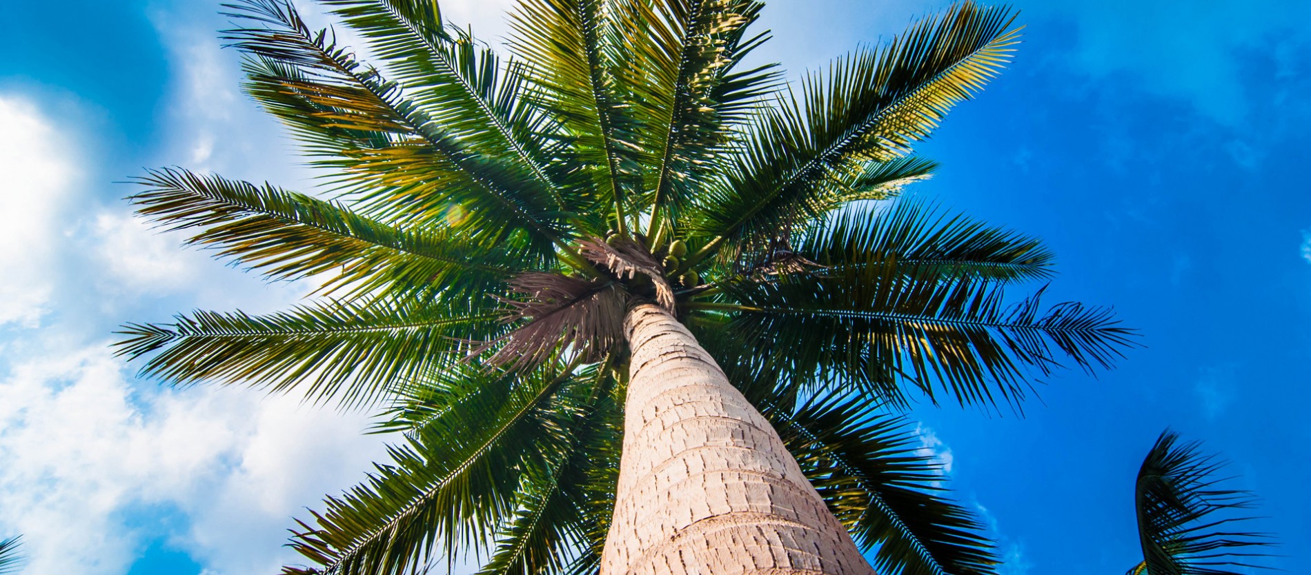 Coconut Tree